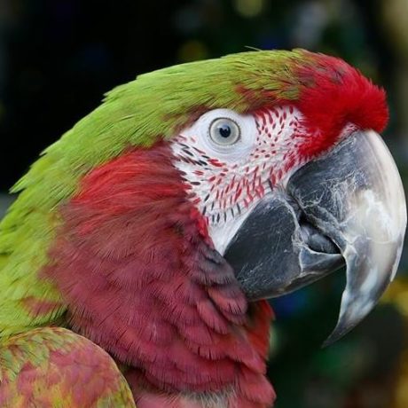 Polly